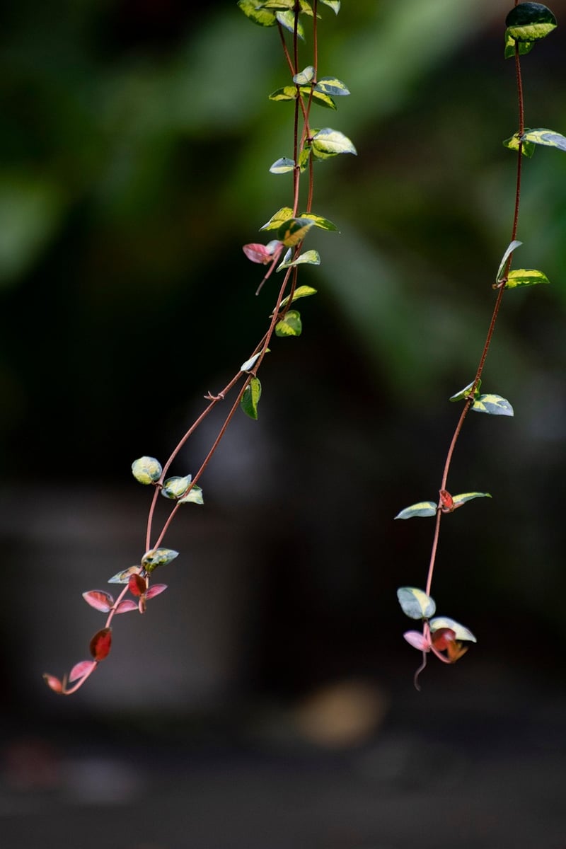 Trailing Beauties