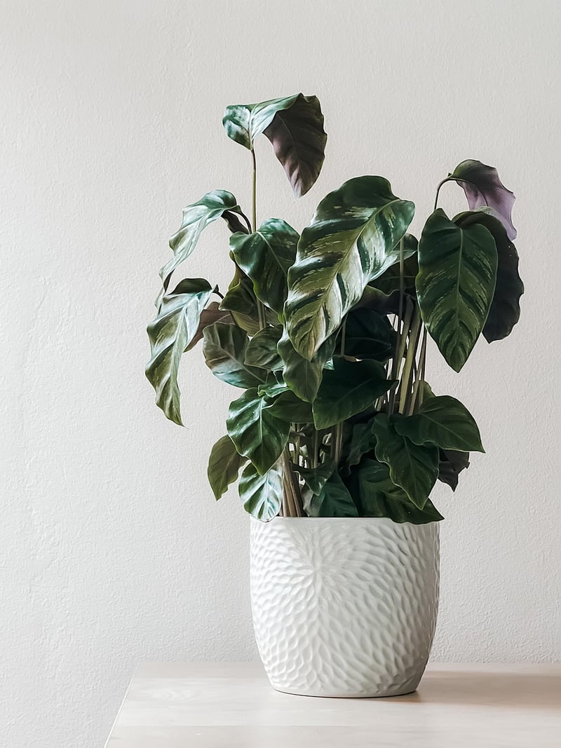 Porch Plants