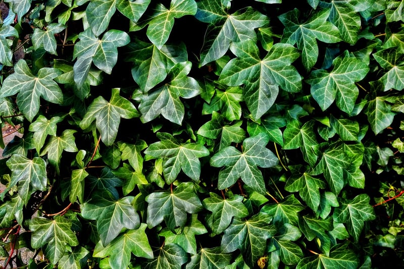 Ivy
